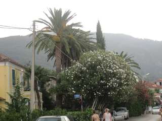 Апартаменты Apartments Delfin Тиват Апартаменты с 1 спальней-102