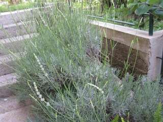 Апартаменты Apartments Delfin Тиват Апартаменты с 1 спальней-93